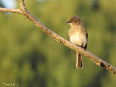 Moucherolle phébi - Eastern Phoebe