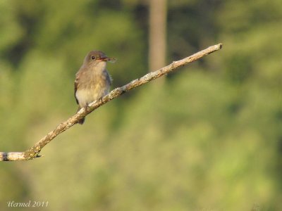 Moucherolle phébi - Eastern Phoebe