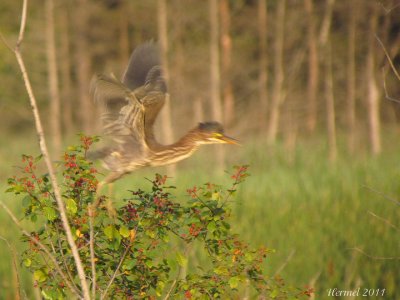 Hron vert - Green Heron