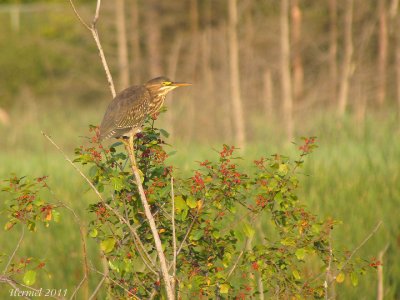 Hron vert - Green Heron