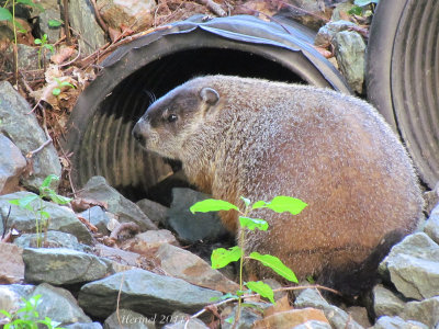 Marmotte - Ground Hog