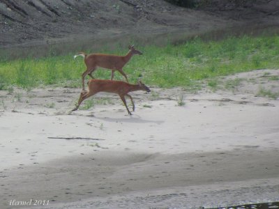 Chevreuil - Deer