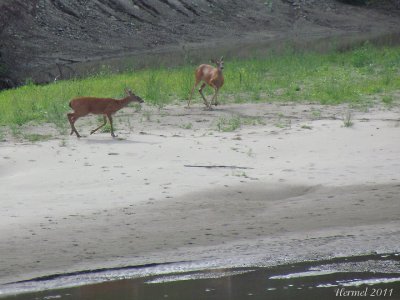 Chevreuil - Deer