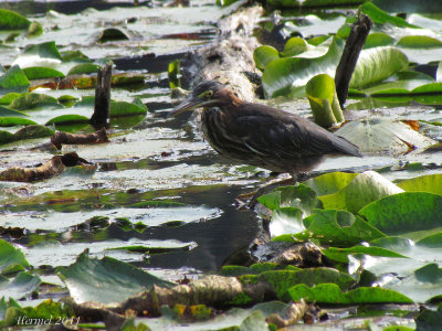 Hron vert - Green Heron