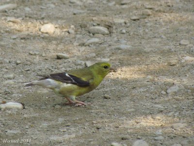 Chardonneret jaune - American Goldfinch