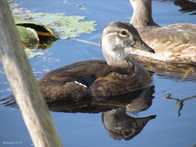 Canard branchu - Wood Duck