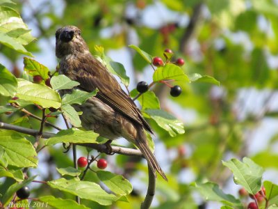 Roselin pourpr - Purple Finch