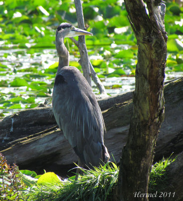 Grand Héron - Great Blue Heron