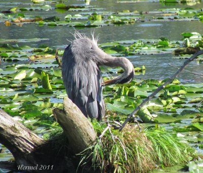 Grand Hron - Great Blue Heron