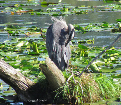 Grand Hron - Great Blue Heron