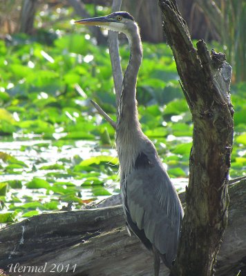 Grand Héron - Great Blue Heron