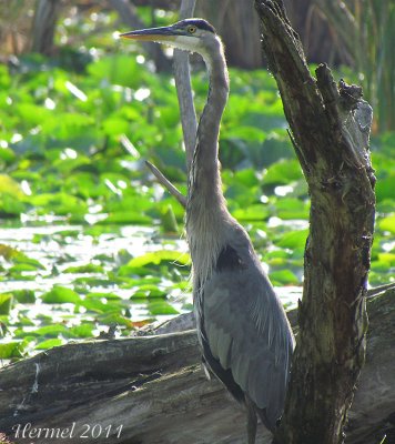 Grand Hron - Great Blue Heron