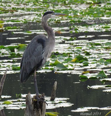 Grand Hron - Great Blue Heron