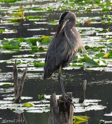 Grand Hron - Great Blue Heron