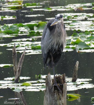 Grand Hron - Great Blue Heron