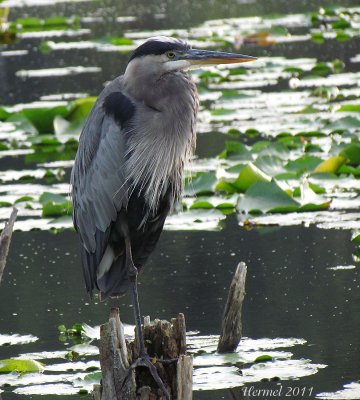 Grand Hron - Great Blue Heron