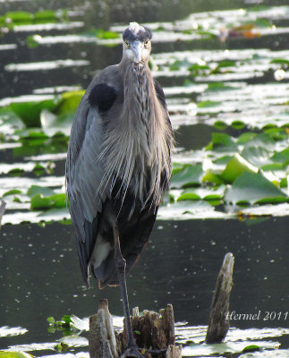 Grand Hron - Great Blue Heron