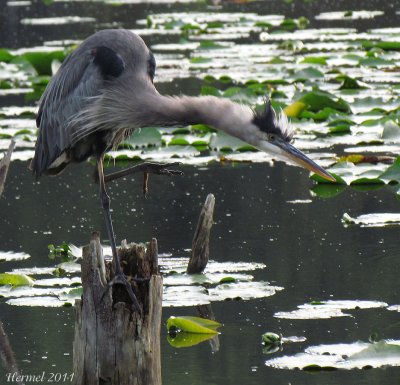 Grand Hron - Great Blue Heron