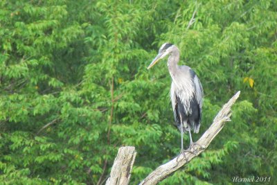 Grand Hron - Great Blue Heron