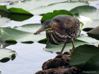 Hron vert (imm) -2011- Green Heron (juv)