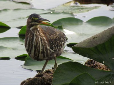 Hron vert (imm) -2011- Green Heron (juv)