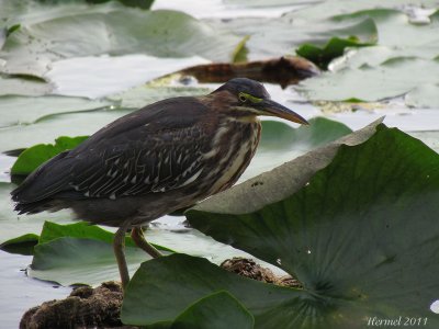 Hron vert (imm) -2011- Green Heron (juv)