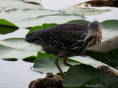 Hron vert (imm) -2011- Green Heron (juv)