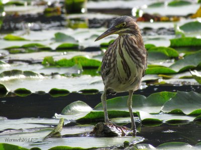 Hron vert (imm) -2011- Green Heron (juv)