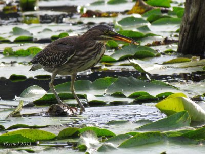 Hron vert (imm) -2011- Green Heron (juv)