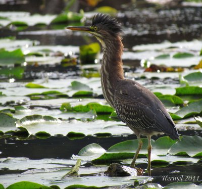 Hron vert (imm) -2011- Green Heron (juv)