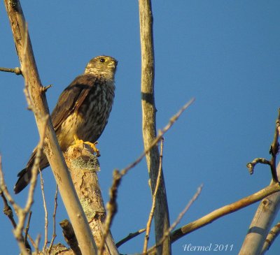 Faucon émérillon - Il mange des libellules - Merlin - Eating dragonflies