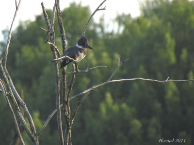 Martin pcheur (immature) - Belted Kingfisher (juv)