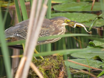 Hron vert - Green Heron