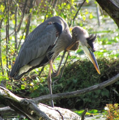 Grand Hron - Great Blue Heron