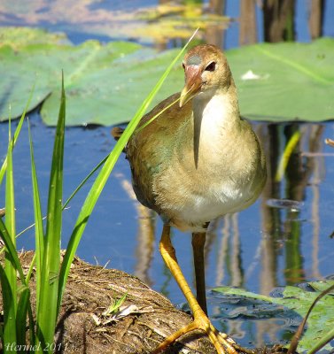 Talève violacée (imm) - Purple Gallinule (juv)
