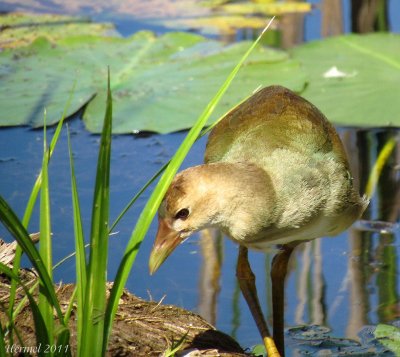 Talève violacée (imm) - Purple Gallinule (juv)