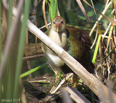 Talève violacée (imm) - Purple Gallinule (juv)