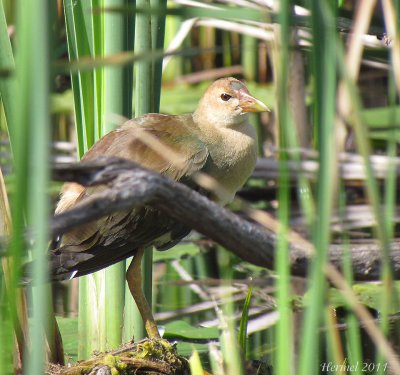 Talève violacée (imm) - Purple Gallinule (juv)