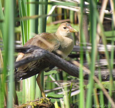 Talve violace (imm) - Purple Gallinule (juv)