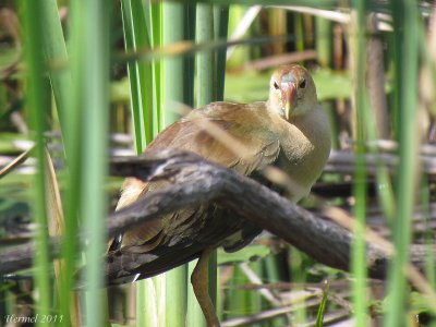 Talve violace (imm) - Purple Gallinule (juv)