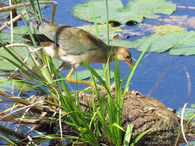 Talve violace (imm) - Purple Gallinule (juv)