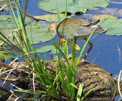 Talve violace (imm) - Purple Gallinule (juv)