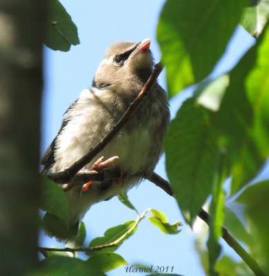 Jaseur d'Amrique (bb) - Cedar Waxwing (baby)