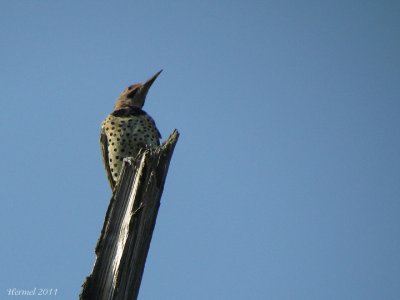 Pic flamboyant - Northern Flicker