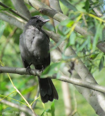 Moqueur-chat - Gray Catbird