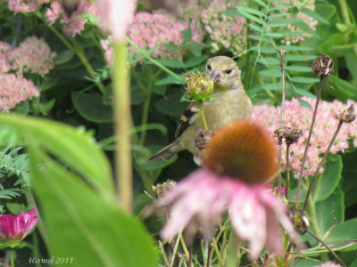 Chardonneret jaune - American Goldfinch