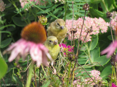 Chardonneret jaune - American Goldfinch