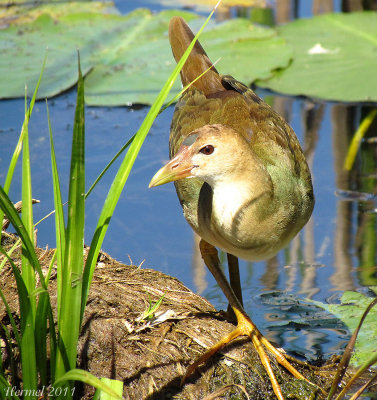 Talve violace (imm) - Purple Gallinule (juv)