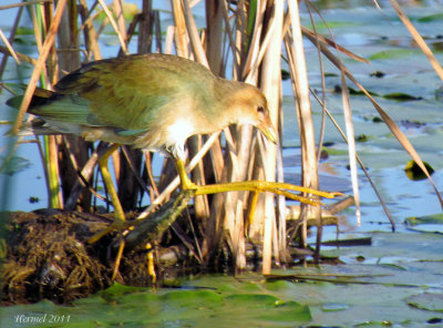 Talve violace (imm) - Purple Gallinule (juv)