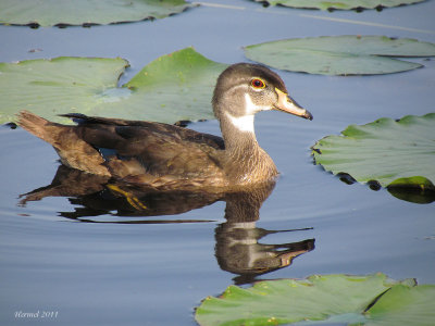 Canard branchu - Wood Duck